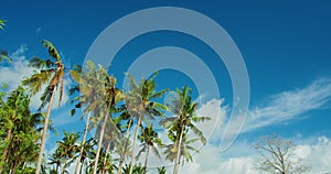 Coconut palm trees sway in sunshine. Green branches against a beautiful blue sky with white puffy clouds. Leaves moving