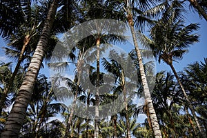 Coconut palm trees in thailand with blue sky, view from the bottom