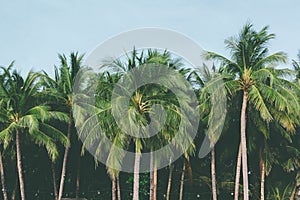 Coconut palm trees tropical background, vintage