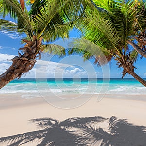 Coconut palm trees on tropical beach in paradise Caribbean island
