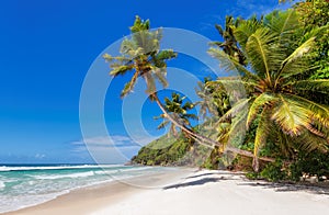 Coconut palm trees on tropical beach in paradise Caribbean island