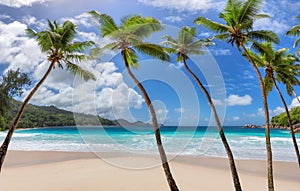 Coconut palm trees on tropical beach in paradise island