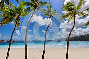 Coconut palm trees on tropical beach in paradise island