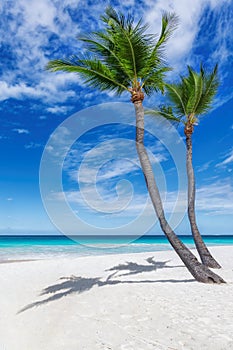 Coconut palm trees in tropical beach and turquoise sea