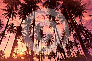 Coconut palm trees on the tropical island beach at vivid sunset