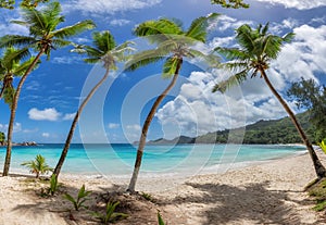 Coconut palm trees on tropical paradise Sunny beach