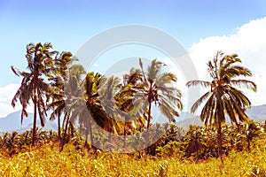 Coconut palm trees in the tropics
