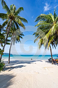 Coconut palm trees and turquoise sea in phuket patong beach. Summer nature vacation and tropical beach background concept Vertical