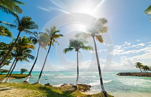 Coconut palm trees and turquoise sea under a shining sun