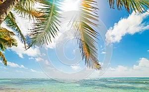 Coconut palm trees and turquoise water in Bois Jolan beach