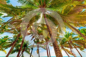 Coconut palm trees under a shining sun in Guadeloupe