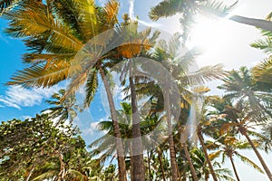 Coconut Palm trees under a shining sun in Guadeloupe