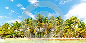 Coconut palm trees very close to the water in Bois Jolan beach in Guadeloupe