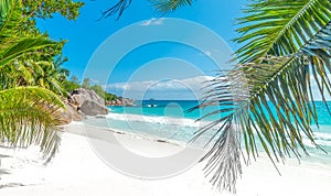 Coconut palm trees and white sand in Seychelles