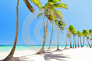 Coconut Palm trees on white sandy beach in Cap Cana, Dominican R photo