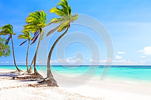 Coconut Palm trees on white sandy beach in Dominican Republic