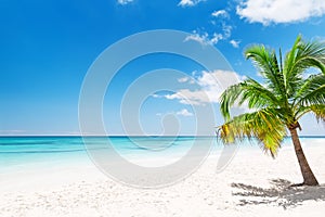 Coconut Palm trees on white sandy beach in Punta Cana, Dominican photo