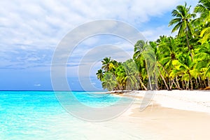 Coconut Palm trees on white sandy beach in Saona island, Dominican Republic