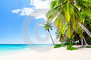 Coconut Palm trees on white sandy beach in Saona island, Dominican Republic