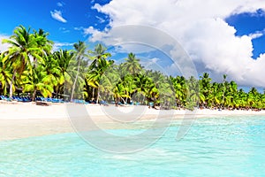 Coconut Palm trees on white sandy beach in Saona island, Dominican Republic
