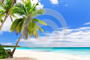 Coconut Palm trees on white sandy beach in Saona island, Dominican Republic