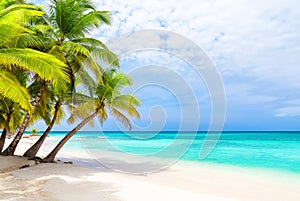 Coconut Palm trees on white sandy beach in Saona island, Dominican Republic