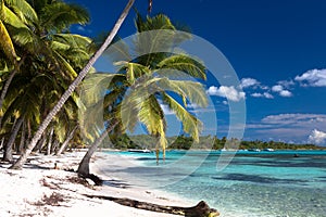 Coconut Palm trees on white sandy beach in Saona island, Dominican Republic