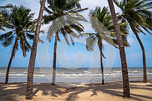 Coconut palm and tropical beach