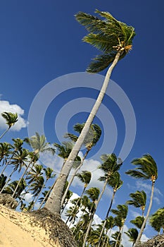 Coconut Palms