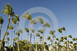 Coconut Palms