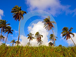 Coconut palms