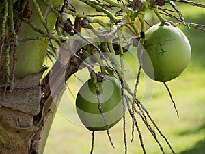 Coconut palms