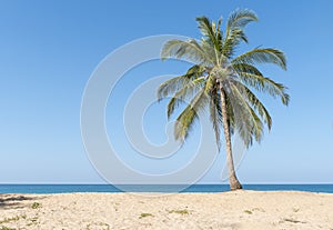 Coconut palms