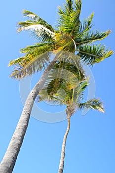 Coconut palms