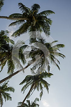 Coconut palms against the blue sky