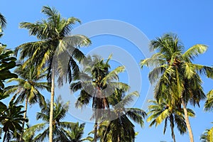 Coconut palms against blue sky