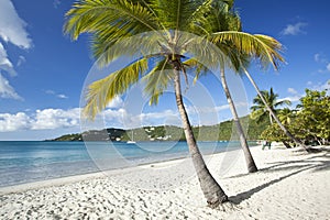 Coconut palms along a tropical beach