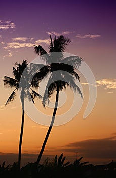 Coconut palms in bali tropic island