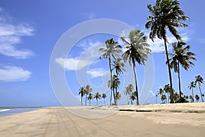 Coconut palms on the beach