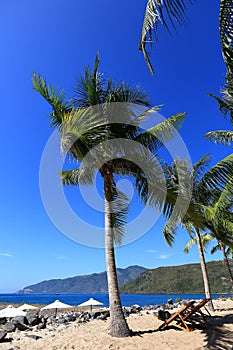 Veets, coconut palms, blue sky, sea, blue sky, rest