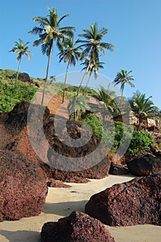 Coconut palms on the beach . Arambol, Goa