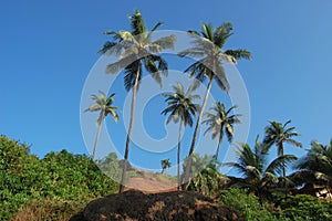 Coconut palms on the beach . Arambol, Goa