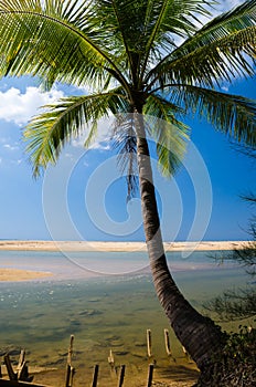 Coconut palms on the beach photo