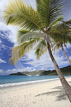 Coconut palms on a beach in the Caribbean