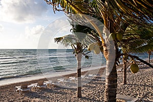 Coconut Palms on Beach with Chaise Lounges