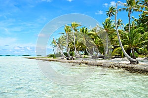 Coco palmeras sobre el Pacífico isla 