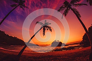 Coconut palms and bright sunset at tropical beach with ocean