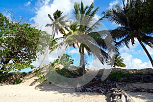 Coconut palms, cocos nucifera, swaying in the wind on a sandy beach on the coast.