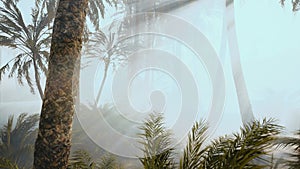 Coconut palms in deep morning fog 6