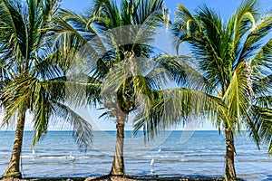 Coconut palms & egrets on Caribbean beach, Guatemala